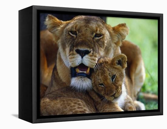 Lioness with Cub-Joe McDonald-Framed Stretched Canvas