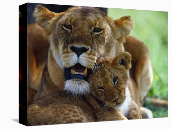 Lioness with Cub-Joe McDonald-Stretched Canvas