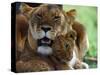 Lioness with Cub-Joe McDonald-Stretched Canvas