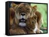 Lioness with Cub-Joe McDonald-Framed Stretched Canvas