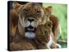 Lioness with Cub-Joe McDonald-Stretched Canvas