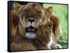 Lioness with Cub-Joe McDonald-Framed Stretched Canvas