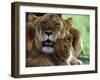 Lioness with Cub-Joe McDonald-Framed Premium Photographic Print