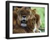 Lioness with Cub-Joe McDonald-Framed Premium Photographic Print