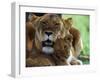 Lioness with Cub-Joe McDonald-Framed Premium Photographic Print
