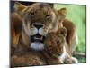 Lioness with Cub-Joe McDonald-Mounted Premium Photographic Print