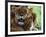 Lioness with Cub-Joe McDonald-Framed Photographic Print