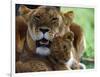 Lioness with Cub-Joe McDonald-Framed Photographic Print