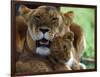 Lioness with Cub-Joe McDonald-Framed Photographic Print