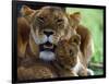 Lioness with Cub-Joe McDonald-Framed Photographic Print