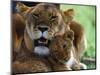 Lioness with Cub-Joe McDonald-Mounted Photographic Print