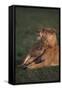 Lioness with Cubs in Grass-DLILLC-Framed Stretched Canvas