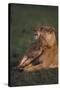 Lioness with Cubs in Grass-DLILLC-Stretched Canvas