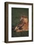 Lioness with Cubs in Grass-DLILLC-Framed Photographic Print