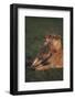 Lioness with Cubs in Grass-DLILLC-Framed Photographic Print