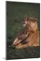 Lioness with Cubs in Grass-DLILLC-Mounted Photographic Print