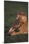 Lioness with Cubs in Grass-DLILLC-Mounted Photographic Print