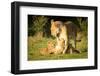 Lioness with cubs, Masai Mara, Kenya, East Africa, Africa-Karen Deakin-Framed Photographic Print