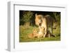 Lioness with cubs, Masai Mara, Kenya, East Africa, Africa-Karen Deakin-Framed Photographic Print