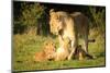 Lioness with cubs, Masai Mara, Kenya, East Africa, Africa-Karen Deakin-Mounted Photographic Print