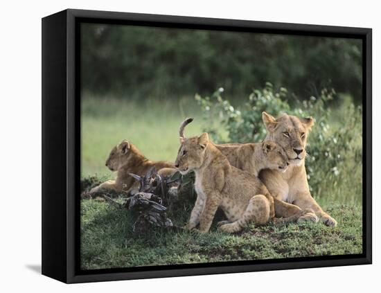 Lioness with Cubs-DLILLC-Framed Stretched Canvas