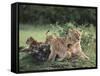 Lioness with Cubs-DLILLC-Framed Stretched Canvas