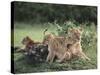 Lioness with Cubs-DLILLC-Stretched Canvas