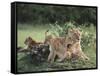 Lioness with Cubs-DLILLC-Framed Stretched Canvas