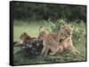 Lioness with Cubs-DLILLC-Framed Stretched Canvas