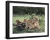 Lioness with Cubs-DLILLC-Framed Premium Photographic Print