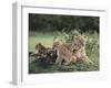 Lioness with Cubs-DLILLC-Framed Premium Photographic Print