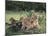 Lioness with Cubs-DLILLC-Mounted Premium Photographic Print