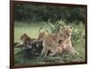 Lioness with Cubs-DLILLC-Framed Photographic Print
