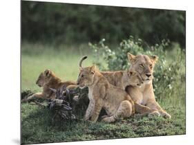 Lioness with Cubs-DLILLC-Mounted Photographic Print