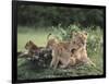 Lioness with Cubs-DLILLC-Framed Photographic Print