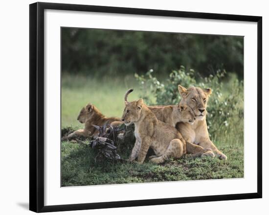 Lioness with Cubs-DLILLC-Framed Photographic Print