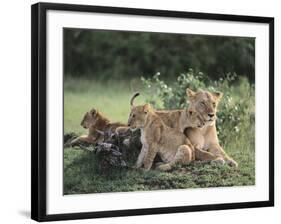 Lioness with Cubs-DLILLC-Framed Photographic Print