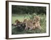 Lioness with Cubs-DLILLC-Framed Photographic Print