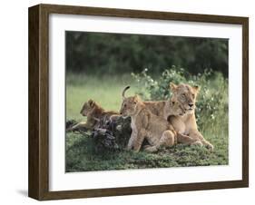 Lioness with Cubs-DLILLC-Framed Photographic Print