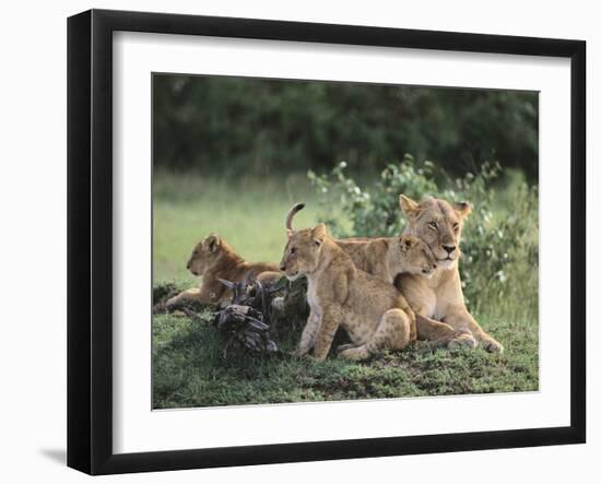 Lioness with Cubs-DLILLC-Framed Photographic Print