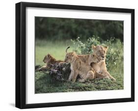 Lioness with Cubs-DLILLC-Framed Photographic Print