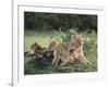 Lioness with Cubs-DLILLC-Framed Photographic Print