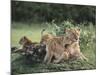 Lioness with Cubs-DLILLC-Mounted Photographic Print