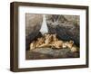 Lioness with Cubs-Harro Maass-Framed Premium Giclee Print