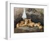Lioness with Cubs-Harro Maass-Framed Premium Giclee Print