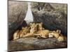 Lioness with Cubs-Harro Maass-Mounted Premium Giclee Print