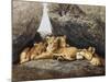 Lioness with Cubs-Harro Maass-Mounted Premium Giclee Print