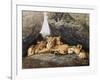 Lioness with Cubs-Harro Maass-Framed Giclee Print