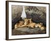 Lioness with Cubs-Harro Maass-Framed Giclee Print