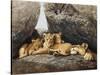 Lioness with Cubs-Harro Maass-Stretched Canvas